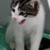 Katzenkind Günter