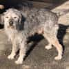 SMARTY GREY - wo bleibt sein Happy End?