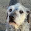 SMARTY GREY - wo bleibt sein Happy End?