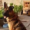 Marley sucht ein aktives Zuhause
