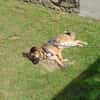 Marley sucht ein aktives Zuhause