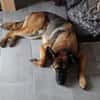 Marley sucht ein aktives Zuhause