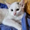 Katzenkind Lotti