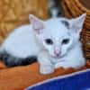 Katzenkind Lotti