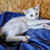 Katzenkind Lotti