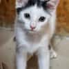 Katzenkind Pino