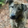 Lieber Sharo sucht ruhiges Zuhause