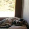 Verspielter Stevie sucht Zuhause