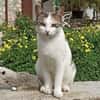 Sonnenschein Mina sucht Zuhause
