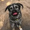 NICO -sportlicher Junghund-