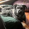 NICO -sportlicher Junghund-