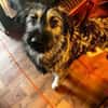 NICO -sportlicher Junghund-