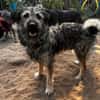NICO -sportlicher Junghund-