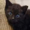 Katzenkind Sammy