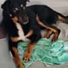 Freundlicher Berner Sennen-Rotweiler-Mix