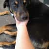 Freundlicher Berner Sennen-Rotweiler-Mix