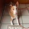 NARANJA, w., kastr., Mischling, 43 cm