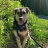 Buddy sucht sein Zuhause