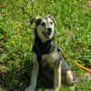 Buddy sucht sein Zuhause