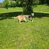 Buddy sucht sein Zuhause