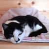 Entspannte Viona sucht ruhiges Zuhause