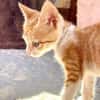 Kletterkatze Maverick sucht Zuhause!
