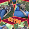 Lustiger Clyde auf PS!