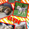 Lustiger Clyde auf PS!