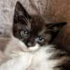 Katzenkind Edgar