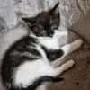 Katzenkind Edgar