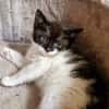 Katzenkind Edgar