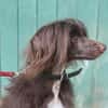 Nougat u.Luna- Traumpaar sucht