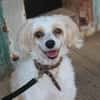 Nougat u.Luna- Traumpaar sucht