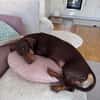 Halbblinder Dackel Nemo sucht#