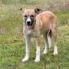 Balu(w) - wartet irgendwo meine Familie?