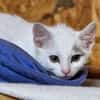 Katzenkind Stöpsel