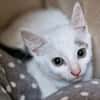 Katzenkind Stöpsel