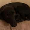 LINUS, unsicherer Schatz sucht Zuhause!