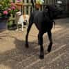 LINUS, unsicherer Schatz sucht Zuhause!