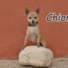Sehen Sie in Chioma einen richtigen Hund
