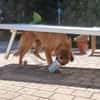 Summer  sonniges Hundemädchen