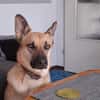 Gipsy sucht ein neues Zuhause