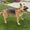 Gipsy sucht ein neues Zuhause