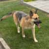 Gipsy sucht ein neues Zuhause