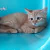 Xachi