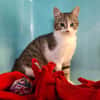 QUINQUIN (Chat7)