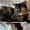 LOUISETTE (en placement provisoire)