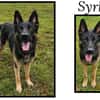 SYRKO