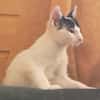 TOPAZE