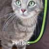 Phibie